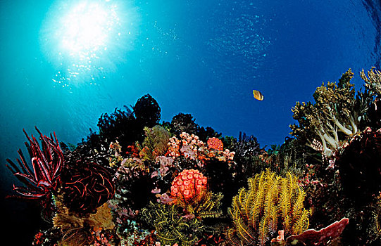 珊瑚礁,彩色,海洋,百合,科莫多,印度洋,印度尼西亚,东南亚,亚洲