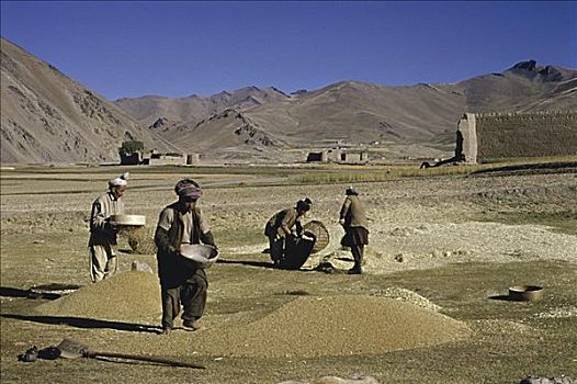 脱粒,小麦,山峦,阿富汗