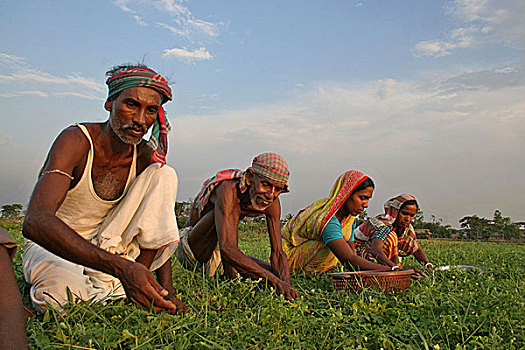 乡村,人,工作,蔬菜,地点,孟加拉,五月,2007年