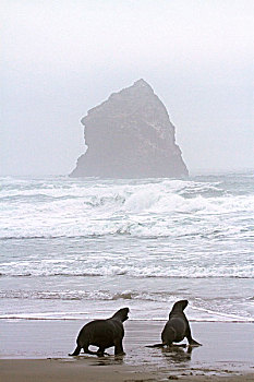 新西兰,海狮,新西兰海狮,湾,奥塔哥,南岛