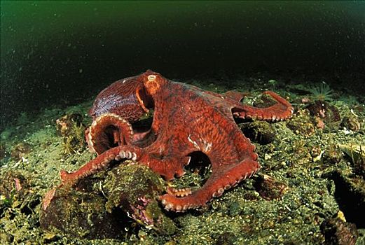 加拿大,不列颠哥伦比亚省,巨型太平洋章鱼,海底