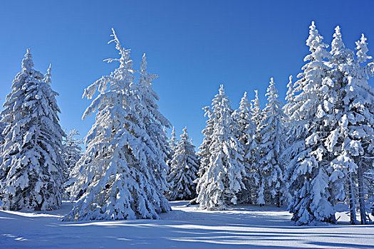 雪,遮盖,针叶树,树,格罗塞尔,图林根州,德国