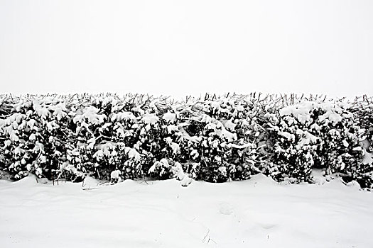 积雪,树篱
