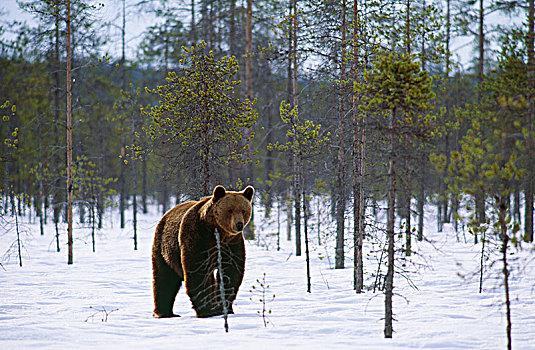 棕熊,冬天