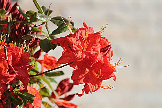 红色,杜鹃花属植物,花,春天