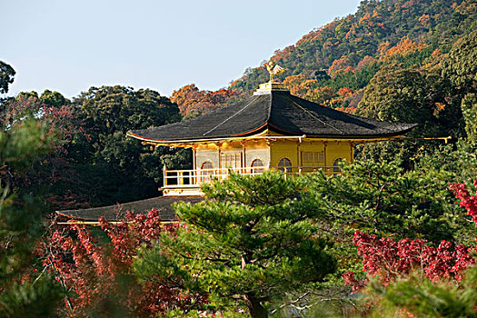 庙宇,金阁寺,京都,日本