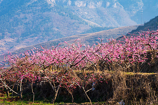 航拍沂蒙山区的桃花