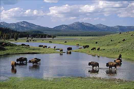 美洲野牛,野牛,牧群,喝,湖,黄石国家公园,怀俄明