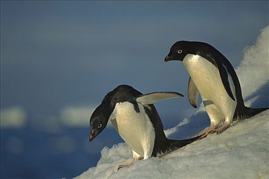 阿德利企鹅,通勤,海洋,上方,冰,围裙,罗斯海,南极