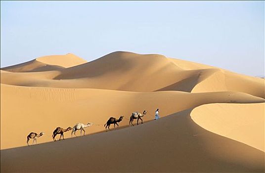 单峰骆驼,沙丘,却比沙丘,梅如卡,撒哈拉沙漠,东南部,摩洛哥