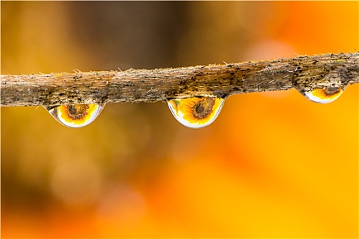 花,雨滴