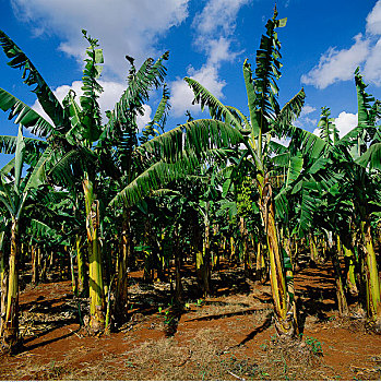 香蕉,种植园