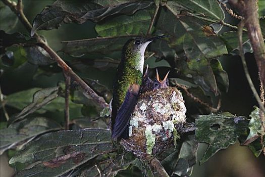 蜂鸟,雌性,巢,两个,幼禽,请求,食物,蒙特维多云雾森林自然保护区,哥斯达黎加