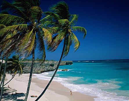 底湾,沙子,海洋,树,巴巴多斯,加勒比群岛