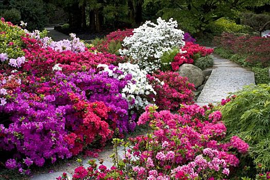 杜鹃属植物,杜鹃花,杜鹃花属植物,日式庭园,植物园,汉堡市,德国,欧洲