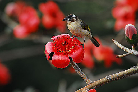 广州市花红棉花