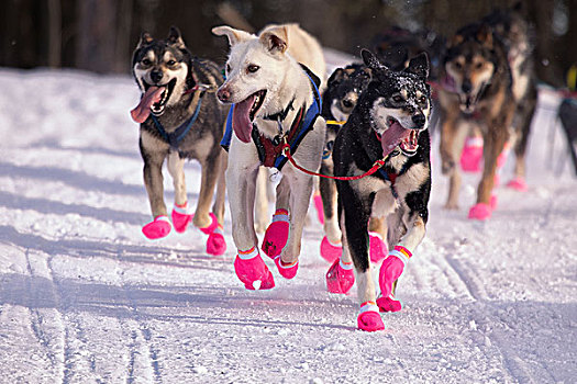 领着,狗,跑,仪式,开端,阿拉斯加,冬天