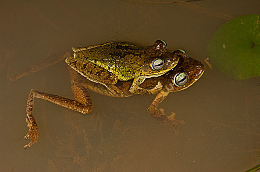 树蛙,雨林,圭亚那