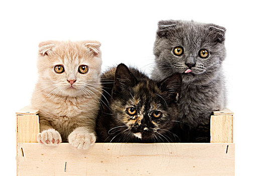 黑色,英国短毛猫,蓝色,苏格兰折耳猫,小猫,2个月大,玩,篮子