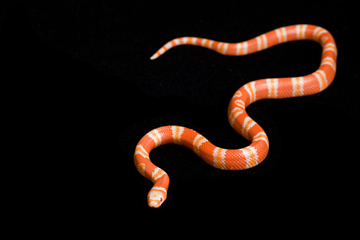 橘色黑色相间的蛇图片图片