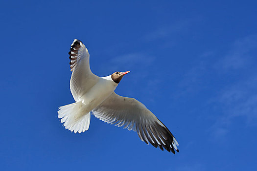 西台吉乃尔湖的棕头鸥