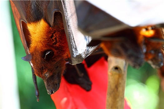 蝙蝠,巴厘岛