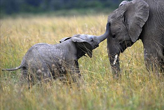 大象,非洲象,马赛马拉国家公园,肯尼亚,非洲