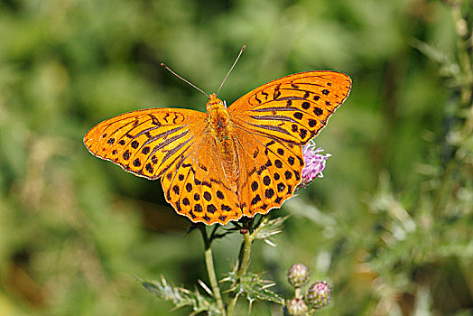 豹纹蝶,北莱茵威斯特伐利亚,德国,欧洲