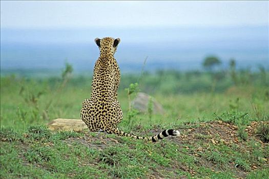 印度豹,猎豹,坐,小,山,马赛马拉,肯尼亚