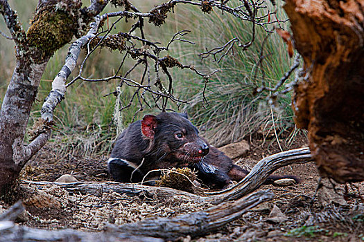 袋獾,防护,濒危,澳大利亚,塔斯马尼亚