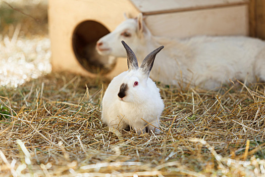羊和兔子合照图片