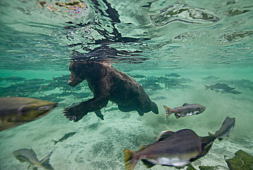 水下视角,大灰熊,游动,产卵,三文鱼,湾,卡特麦国家公园,保存,西南方,阿拉斯加,夏天