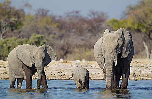 非洲象,母牛,两个,幼兽,水潭,埃托沙国家公园,纳米比亚,非洲