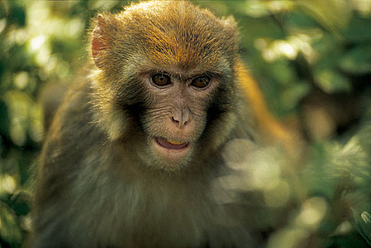 安徽太平县太平湖的猴子