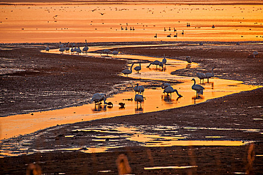 日出时分山东威海烟墩角车祝村海边的天鹅湖