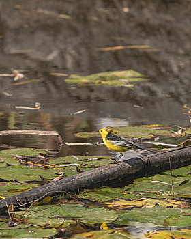 黄头鹡鸰池塘觅食