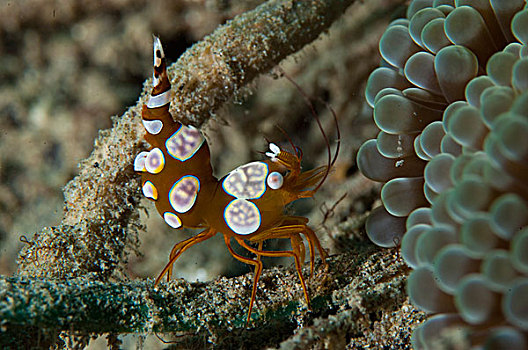 蹲,海葵,虾,侧面视角,苏拉威西岛,印度尼西亚