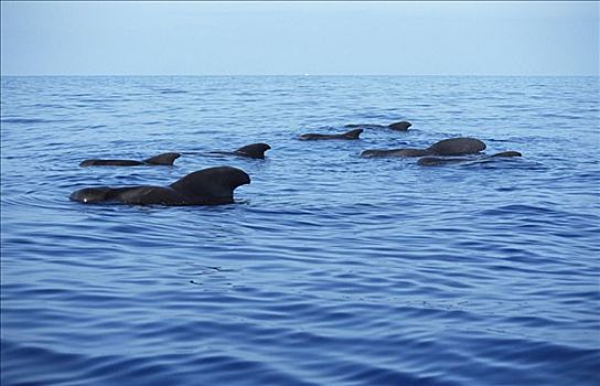 大吻巨头鲸,短肢领航鲸,群,平面,夏威夷