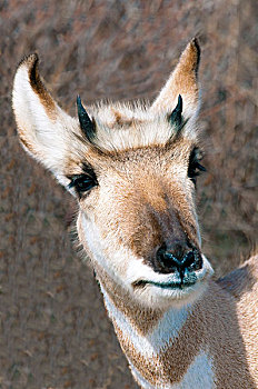 叉角羚,北美,草原,艾伯塔省,加拿大西部