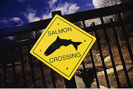 三文鱼,穿过,标识,桥,温哥华,不列颠哥伦比亚省,加拿大