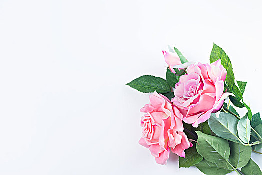 玫瑰,叶子,粉色,花,构图,白色背景,背景