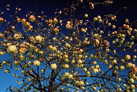 苹果树,夏洛瓦,魁北克,加拿大