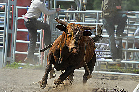 牛仔竞技表演,弓背跃起,公牛,竞争者,竞技场,艾伯塔省,加拿大