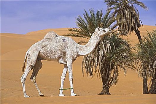 骆驼,沙漠,利比亚