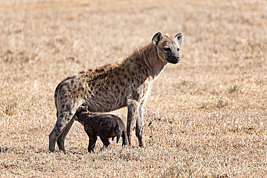 斑鬣狗,吸吮,幼兽,肯尼亚,非洲