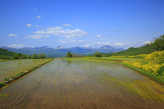 稻田,山脉