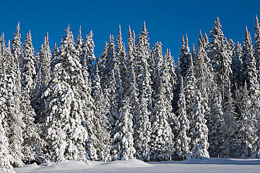 树,积雪,魁北克,加拿大