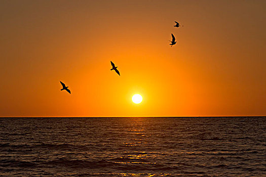 飞,鸟,剪影,夕阳,西部,海岸,佛罗里达,大幅,尺寸