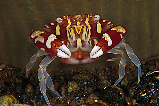 海葵,螃蟹,印度尼西亚