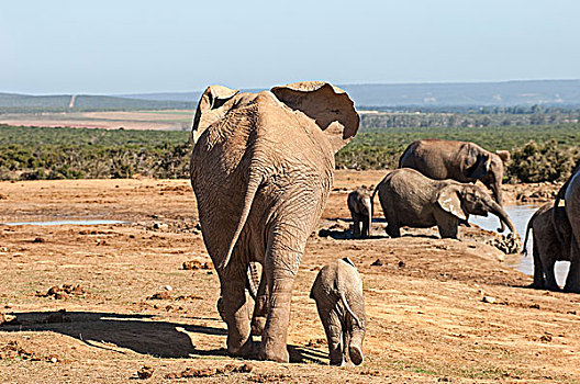 非洲象,成年,女性,幼兽,水潭,阿多大象国家公园,南非,非洲
